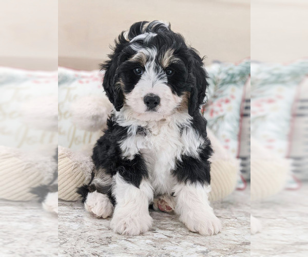 Medium Photo #1 Miniature Bernedoodle Puppy For Sale in NORTH LAWRENCE, OH, USA