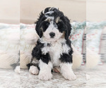 Small Photo #1 Miniature Bernedoodle Puppy For Sale in NORTH LAWRENCE, OH, USA