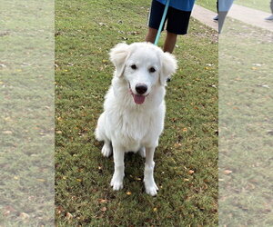 Great Pyrenees-Unknown Mix Dogs for adoption in Dallas, TX, USA