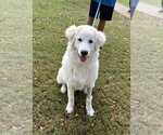 Max - Male Great Pyrenees-Unknown Mix Dog for Adoption - Small photo