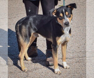 Rocky - Male American Staffordshire Terrier-Rottweiler Mix Dog for Adoption - Photo #2