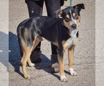 Small Photo #2 American Staffordshire Terrier-Rottweiler Mix Puppy For Sale in Huntley, IL, USA