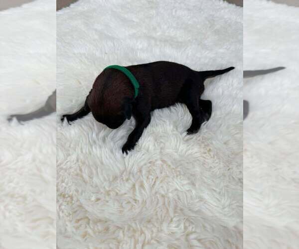 Medium Photo #1 Mutt Puppy For Sale in Imlay City, MI, USA