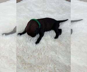 Mutt Dogs for adoption in Imlay City, MI, USA