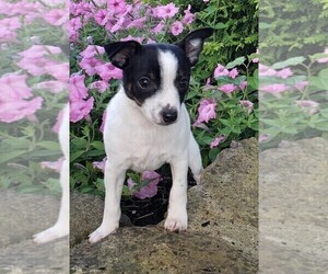Fox Terrier (Toy) Puppy for sale in FREDERICKSBURG, OH, USA