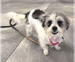 Small #1 Shih Tzu Mix