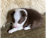 Small Photo #2 Border Collie Puppy For Sale in HORSESHOE BEND, ID, USA