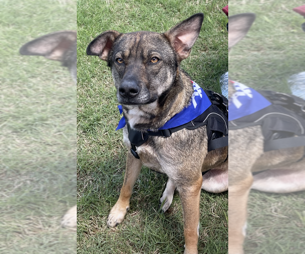 Medium Photo #2 Mutt Puppy For Sale in Boston, MA, USA