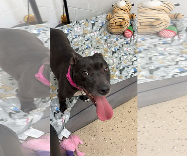 Medium Photo #5 Mutt Puppy For Sale in York, SC, USA