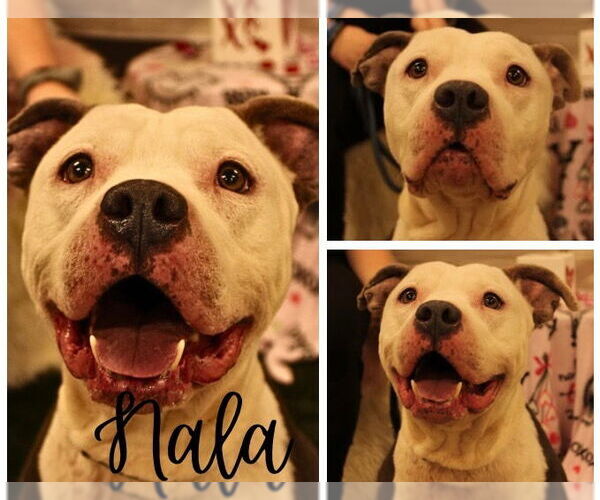 Medium Photo #5 American Staffordshire Terrier Puppy For Sale in Pierceton , IN, USA