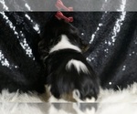 Small #4 Cavalier King Charles Spaniel