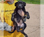 Small #4 American Staffordshire Terrier Mix