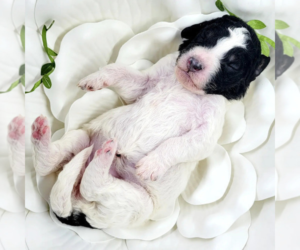 Medium Photo #4 Miniature Bernedoodle Puppy For Sale in SAINT LOUIS, MO, USA