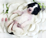 Small Photo #4 Miniature Bernedoodle Puppy For Sale in SAINT LOUIS, MO, USA
