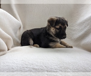 German Shepherd Dog Puppy for sale in AUBURN, KY, USA