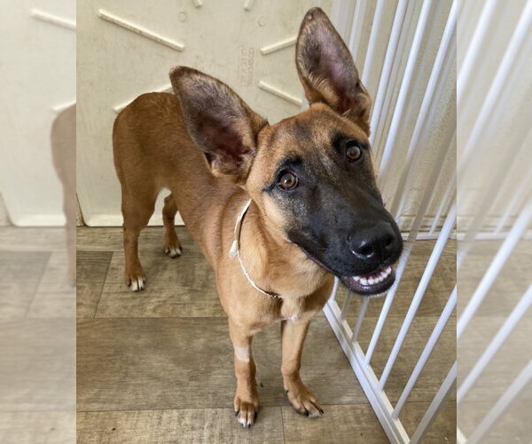 Medium Photo #5 German Shepherd Dog-Unknown Mix Puppy For Sale in San Diego, CA, USA