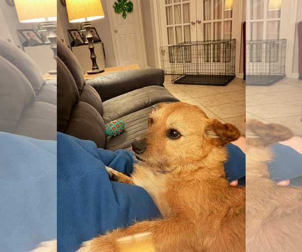 Medium Photo #2 Mutt Puppy For Sale in Holly Springs, NC, USA