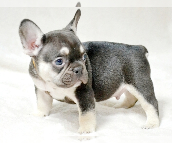 Medium Photo #2 French Bulldog Puppy For Sale in BOSTON, MA, USA
