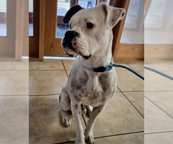 Medium Photo #2 Boxer Puppy For Sale in Dumont, NJ, USA