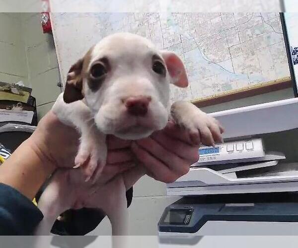 Medium Photo #1 Mutt Puppy For Sale in Tulsa, OK, USA