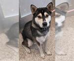 Small Siberian Husky Mix