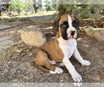 Puppy Meckawi 3rd Boxer