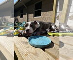 Small #2 American Pit Bull Terrier