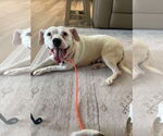 Small #5 American Pit Bull Terrier Mix