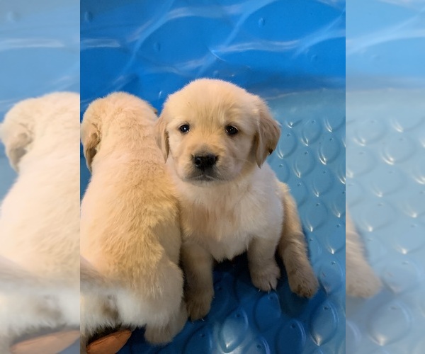Medium Photo #1 Golden Retriever Puppy For Sale in LAKE GEORGE, NY, USA