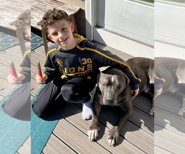 Medium Photo #36 American Staffordshire Terrier-Unknown Mix Puppy For Sale in Brewster, NY, USA