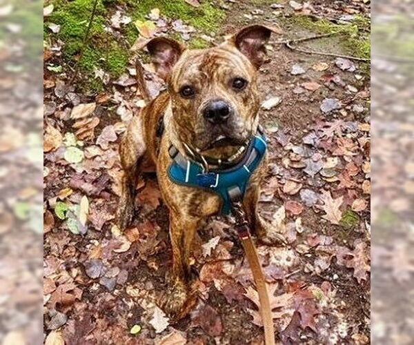 Medium Photo #2 American Staffordshire Terrier-Boxer Mix Puppy For Sale in Minneapolis, MN, USA