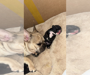 Mother of the French Bulldog puppies born on 11/10/2025