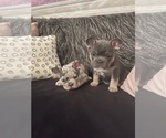 Small #2 French Bulldog
