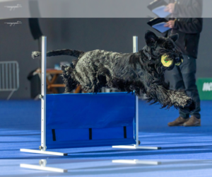 Father of the Schnauzer (Giant) puppies born on 02/05/2026