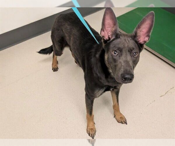 Medium Photo #1 Australian Kelpie-Unknown Mix Puppy For Sale in Corona, CA, USA