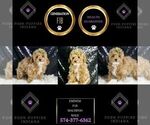 Small #1 Maltipoo