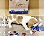 Puppy 3 Basset Hound