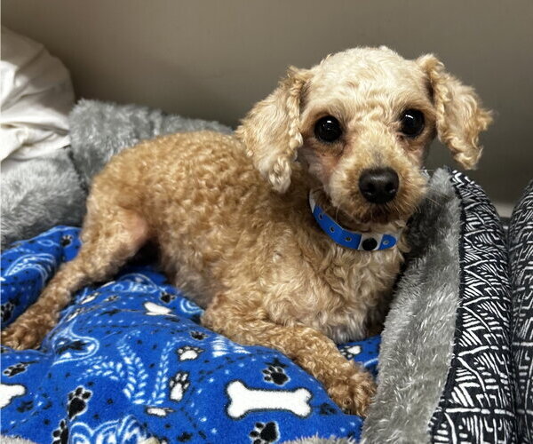 Medium Photo #4 Poodle (Miniature) Puppy For Sale in Pacolet, SC, USA