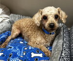 Small #3 Poodle (Miniature)