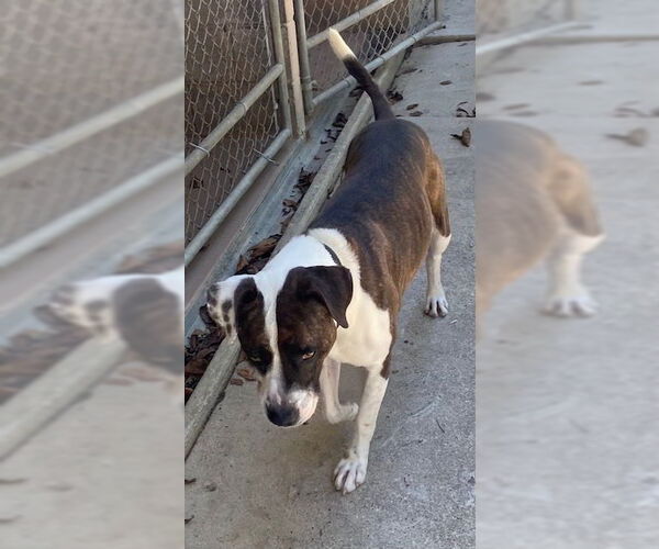 Medium Photo #2 Boxer-Unknown Mix Puppy For Sale in Doylestown, PA, USA