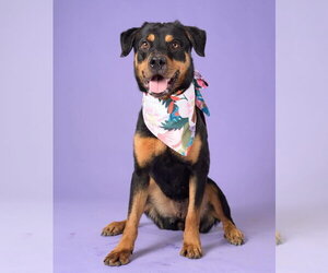 Ruthie - Female Rottweiler Dog for Adoption - Photo #4