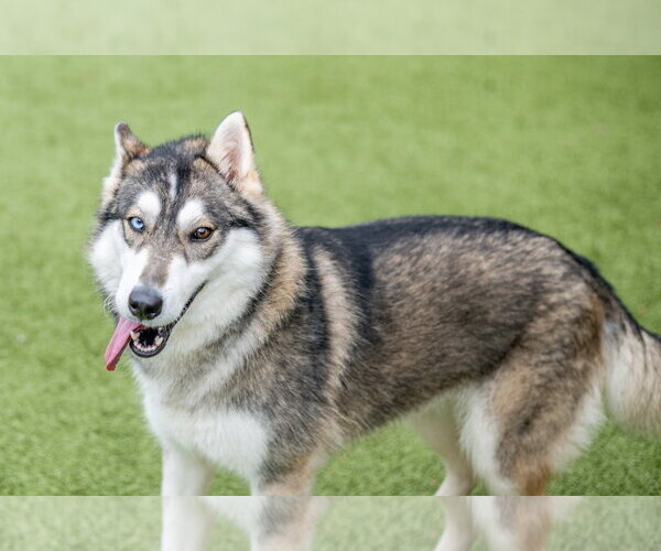 Medium Photo #4 Siberian Husky-Unknown Mix Puppy For Sale in Hilton Head, SC, USA