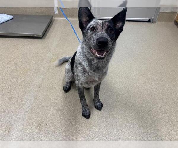 Medium Photo #1 Mutt Puppy For Sale in Grand Prairie, TX, USA