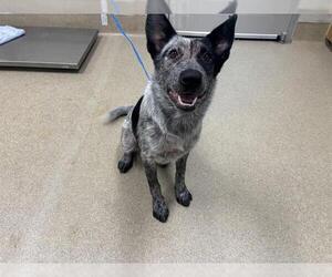 Mutt Dogs for adoption in Grand Prairie, TX, USA