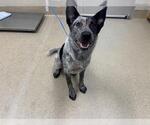 Small Mutt