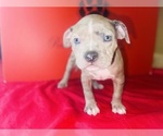 Small #3 American Bully