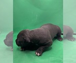Small Photo #5 American Pit Bull Terrier Puppy For Sale in EAST HAZEL CREST, IL, USA