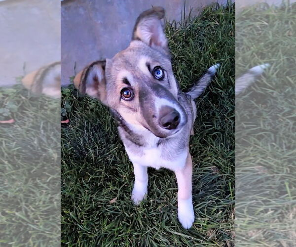 Medium Photo #14 Mutt Puppy For Sale in Sandy, UT, USA