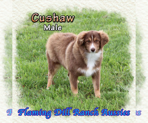 Mal-Shi Puppy for sale in FORESTBURG, TX, USA