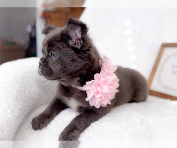 Medium Photo #2 French Bulldog Puppy For Sale in NEWARK, TX, USA